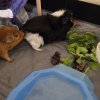 Two bonded male guinea pigs