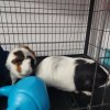 Gizmo and Penny (2 loving female guineas)