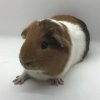 Erie Guinea Pig Rescue