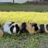 Rehome 3 male guinea pigs to right family