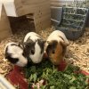 Sweet Guinea Pigs Ready for Loving Families!