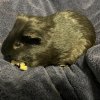 Two Male 3 year old Bonded Pair w/ cage
