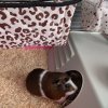 Two female guinea pigs, raised indoors