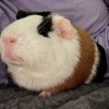 2 cute guinea pigs needing a home