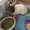 2 Female Guinea Pigs
