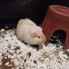 Guinea Pig Rehoming Situation