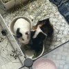 Two adorable bonded male guinea pigs!
