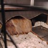 Getting rid of my two female long hair pigs