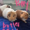 4 bonded females