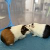 Two cute and sweet young Guinea pigs!