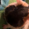 1 year old guinea pig, boy