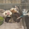 2 Male Abyssinian guinea pigs