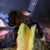 Single male guinea pig