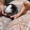 2 female guinea pigs,adopt as individuals or