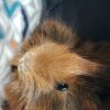 2 male guinea pigs for rehome