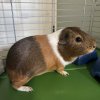 Fantastic Female Guinea Pig with Everything!