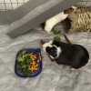 Female Bonded Pair- Oreo and Chip