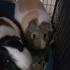 Rehoming Amazing Guinea pigs