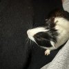 Rehoming baby Guinea Pig(3weeks)