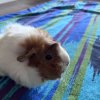 2 1.5 year female old guinea pigs