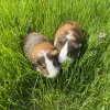 2 Male Guinea Pigs with cage and fleece
