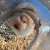 Circuit - One Male Piggie