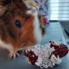 2 Male Guinea Pigs w/ Cages &amp;amp; More