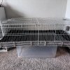 2 male guinea pigs needing a home