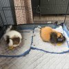 2 Bonded Female Guinea Pigs