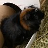 Two Male Bonded 4 Year Old Guinea Pigs