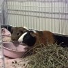 tommy &amp;amp; theoadore bonded brothers