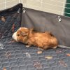 Young male guinea pig looking for a new home