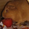 Two Guinea Pigs Need Urgent Home