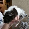 2 Intact Males (Not Bonded)