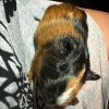 Rehoming baby Guinea Pig(3weeks)