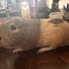 2 AMAZING FEMALE PIGS IN NEED OF A NEW HOME