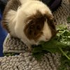 3 female guinea pigs