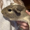 3 MALE Guinea Pigs in need of a good home