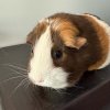 Guinea Pig with cage and all initial supplies