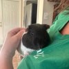 Rehoming 2 adorable male guinea pigs