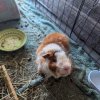 Looking to re-home two males (unbonded)