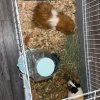 guinea pig babies needing to be rehomed!!