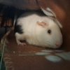 1 yr old Female guinea pig needing a home