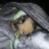 Male Guinea Pig for Adoption