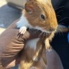 3 girls/ 2 boys need new home