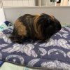 Bonded male guinea pigs for adoption