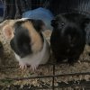 Two Chunky Girls