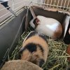 Two aister guinea pigs for adoption