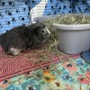 2 Long-haired Male brother Guinea Pigs