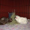 Two adorable bonded male guinea pigs